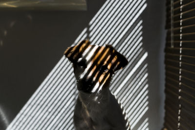 Close-up of bird in cage