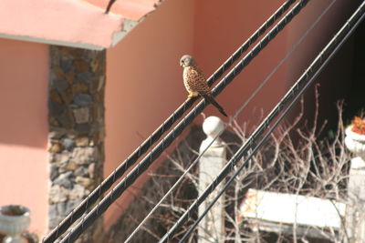 Close-up of bird perching outdoors
