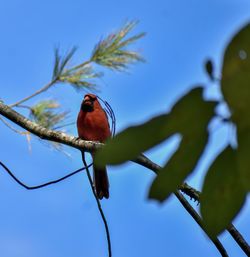 Bird perching on a branch