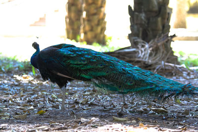 Close-up of peacock