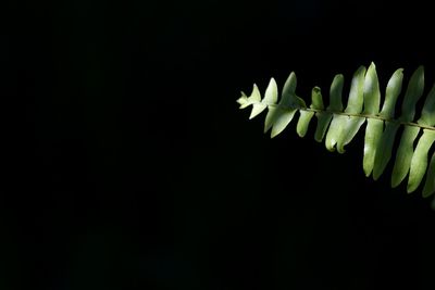 Close-up of flowering plant against black background
