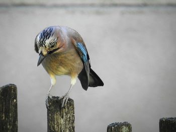 Bird perching on wooden post against sea