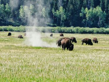 Horses grazing on field