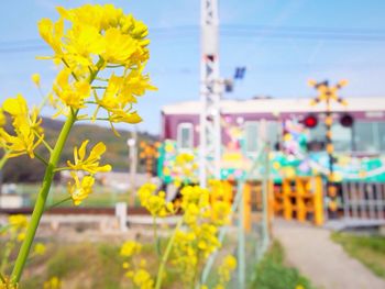 Close-up of flowers against built structure