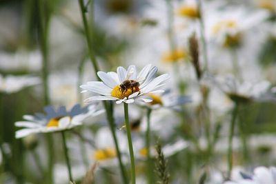 Close-up of bee pollinating on white flower