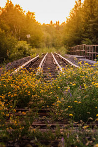 Railroad track amidst trees and plants against sky