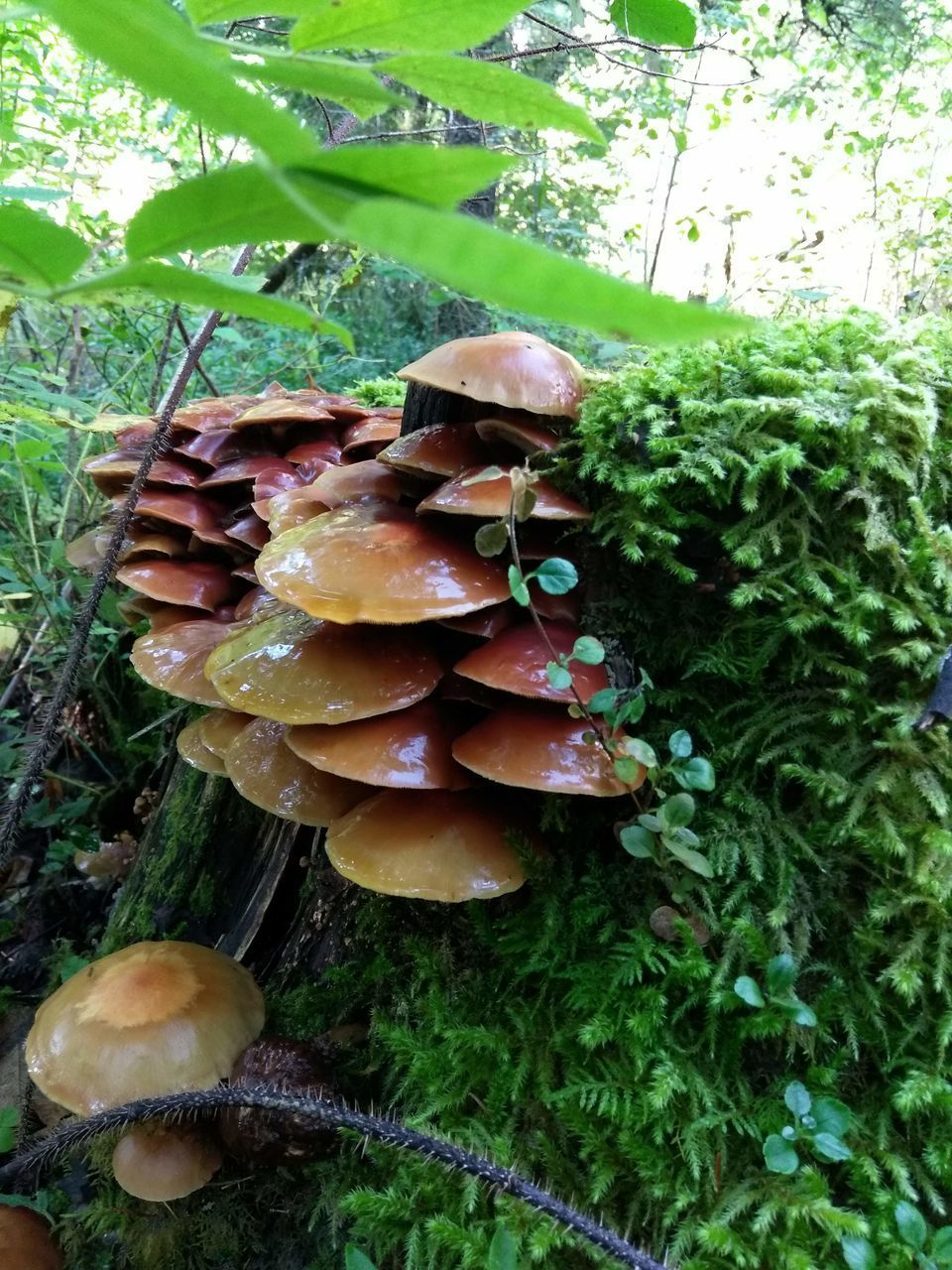 CLOSE-UP OF MUSHROOMS GROWING ON TREE