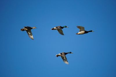 Low angle view of seagulls flying in sky