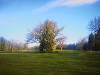 Trees on field against sky