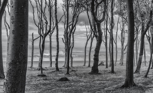 Trees in forest