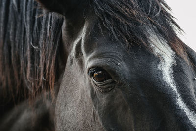 Close-up portrait of a horse