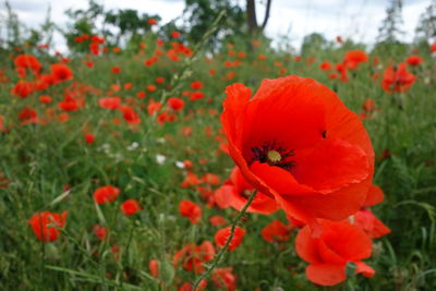 Close-up of red poppy flowers growing on field