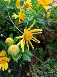Close-up of yellow flowering plant