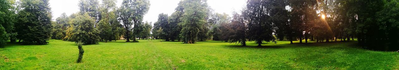 Scenic view of grassy field