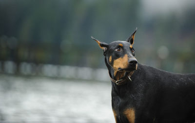 Close-up of doberman pinscher