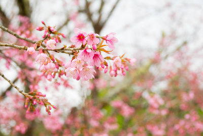 Close-up of pink cherry blossom