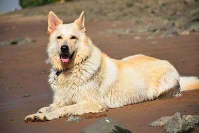 Portrait of a dog on the beach