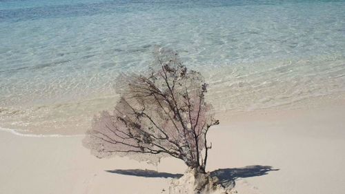 Close-up of bare tree by sea against sky