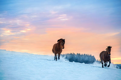 Two westphalian horses run through deep snow. the snow splashes up. in the background is a forest.