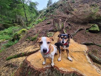 Portrait of dog standing on land