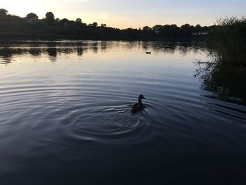 Swan swimming in lake during sunset