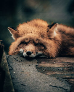 Close-up of a sleeping cat