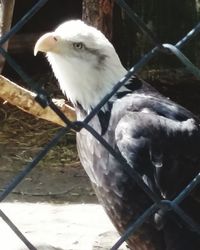 Close-up of bird perching on wall