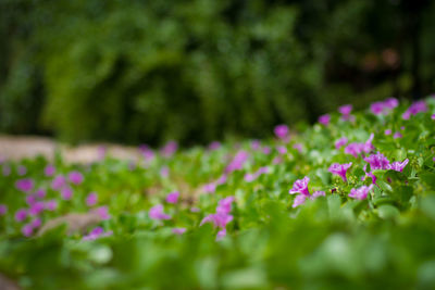 Close-up of pink flowering plants on field