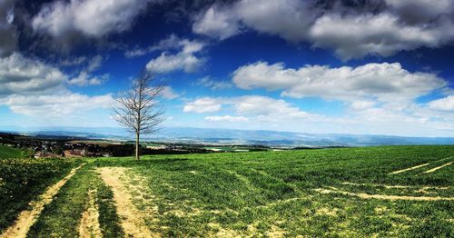 Scenic view of field against blue sky