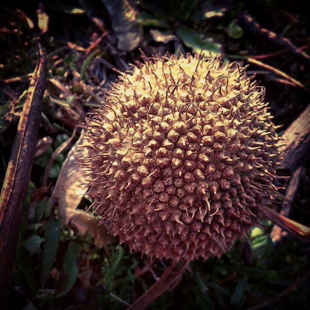 growth, flower, close-up, nature, fragility, freshness, plant, beauty in nature, focus on foreground, flower head, uncultivated, field, dry, day, outdoors, selective focus, pine cone, no people, high angle view, spiked