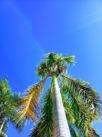 Low angle view of coconut palm tree against blue sky