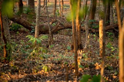 View of a forest