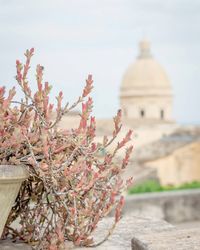 View of white flowering plant against building