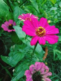 Close-up of pink flowering plant