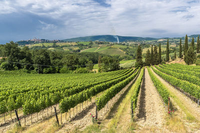 Scenic view of vineyard against sky