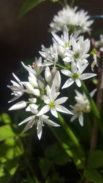 Close-up of white flowers blooming
