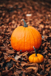 Close-up of pumpkin on field