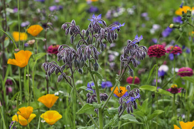 Close-up of purple flowering plants
