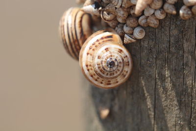 Close-up of snail on wood