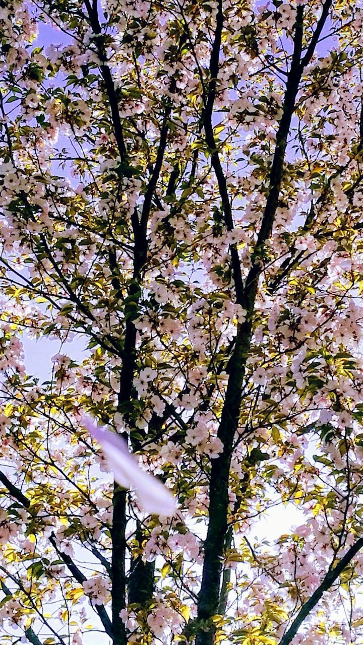 LOW ANGLE VIEW OF PINK FLOWERS ON BRANCH