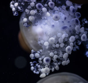 High angle view of jellyfish