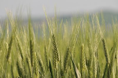 Close-up of stalks against the sky