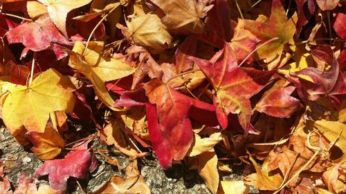 Full frame shot of leaves