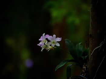 Close-up of flowers blooming outdoors