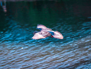 Bird flying over the water