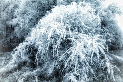 Close-up of snow