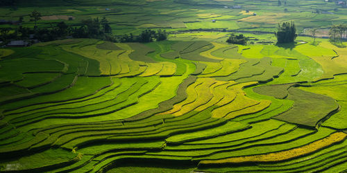 Aerial top view of paddy rice terraces, green agricultural mu cang chai, vietnam asia