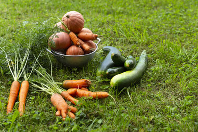 Close-up of freshly harvested organic pumpkins, zucchinis and carrots laying on grass.