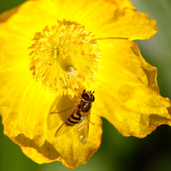 Close-up of bee on yellow flower