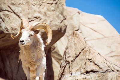 Low angle view of a sheep